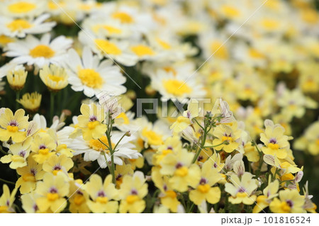 春の花々 101816524