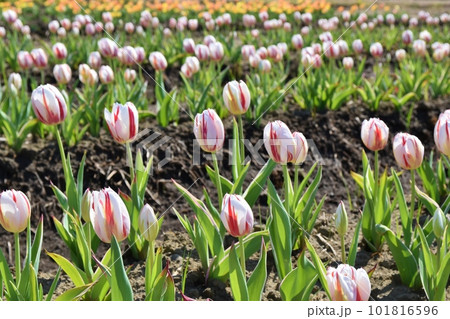 満開の2色咲きチューリップ 千葉 満開の2色咲きチューリップ 千葉 101816596