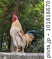 遠くを見つめる鶏 101816670