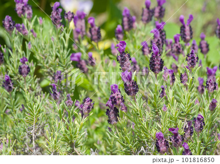 紫のイタリアンラベンダーの花 紫のイタリアンラベンダーの花 101816850