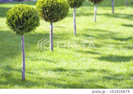 Green lawn with bright grass in a city park with decorative trees on a sunny summer day. Beautiful rest area in urban surrounding. 101816878