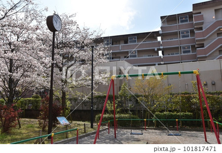 団地の公園と満開の桜　東京 101817471