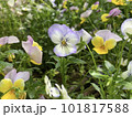 凛としたスミレ 101817588
