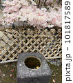 これぞ、日本らしい桜風景 101817589