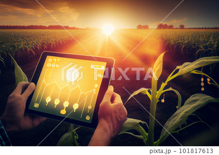 Agronomist farmer man using digital tablet computer in a young cornfield at sunset or sunrise Agronomist farmer man using digital tablet computer in a young cornfield at sunset or sunrise 101817613
