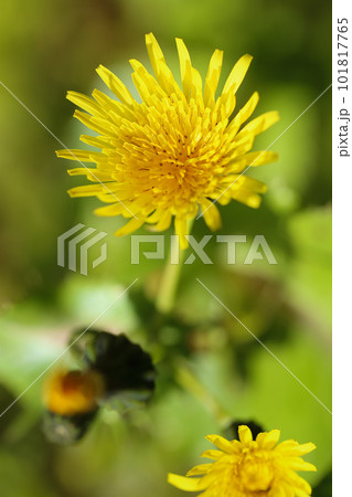 タンポポに似た花 タンポポに似た花 101817765