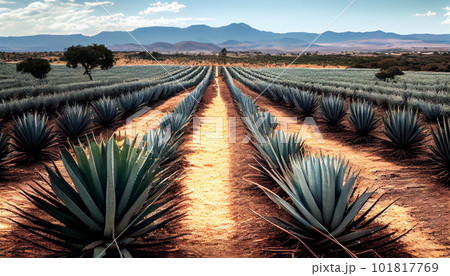 Agave Field in South America. Raw materials for the production of tequila and cosmetics 101817769