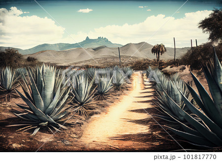 Agave Field in South America. Raw materials for the production of tequila and cosmetics 101817770