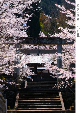飛騨高山の春の照蓮寺 飛騨高山の春の照蓮寺 101817819