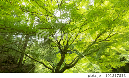 青もみじの光 青もみじの光 101817858