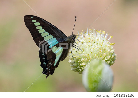 アオスジアゲハとネギ坊主 101818136