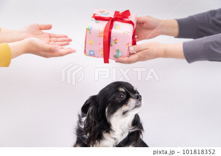 犬の目の前でプレゼントを受け取る飼主さん 101818352