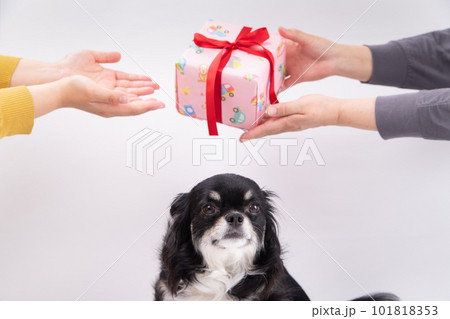 犬の目の前でプレゼントを受け取る飼主さん 犬の目の前でプレゼントを受け取る飼主さん 101818353