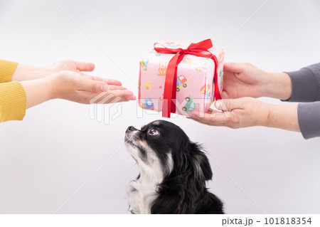 犬の目の前でプレゼントを受け取る飼主さん 犬の目の前でプレゼントを受け取る飼主さん 101818354