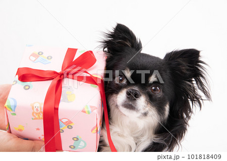 プレゼントBOXと小型犬 プレゼントBOXと小型犬 101818409