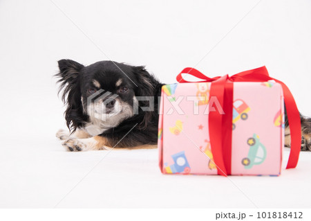 プレゼントBOXと小型犬 プレゼントBOXと小型犬 101818412