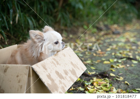 小雨の中、段ボールの中でたたずんでいる小型犬 101818477