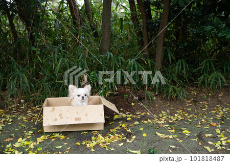 小雨の中、段ボールの中でたたずんでいる小型犬 101818487