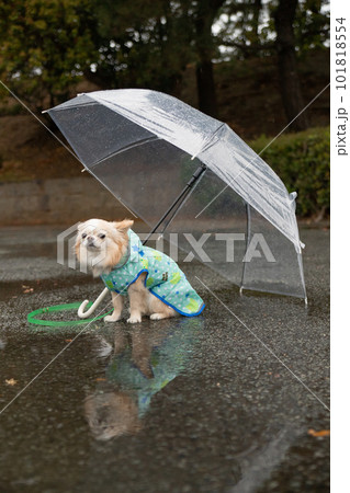 雨の中、傘をさしている犬 101818554