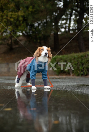 雨の中、雨具を着て外出する犬 雨の中、雨具を着て外出する犬 101818597