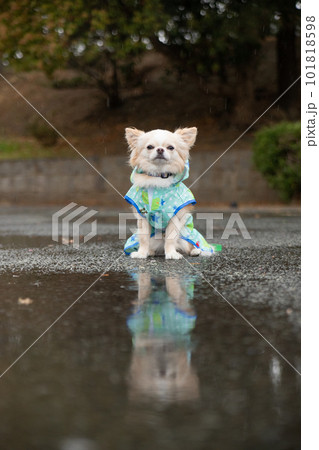 雨の中、雨具を着て外出する犬 101818598