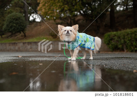 雨の中、雨具を着て外出する犬 101818601