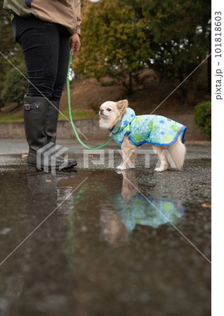雨の中、雨具を着て外出する犬 101818603