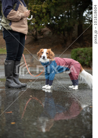 雨の中、雨具を着て外出する犬 101818604