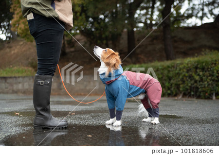 雨の中、雨具を着て外出する犬 101818606