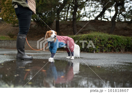 雨の中、雨具を着て外出する犬 101818607