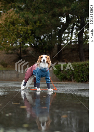 雨の中、雨具を着て外出する犬 101818608