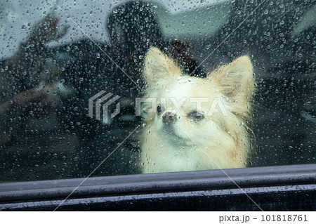 雨が降っている車の中にいぬ犬 101818761