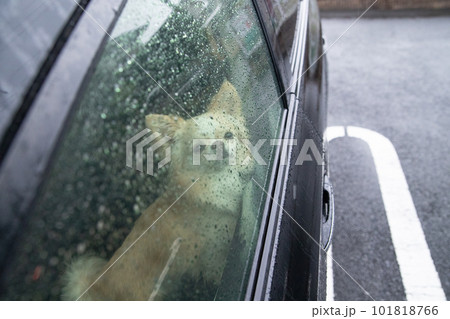 雨が降っている車の中にいぬ犬 雨が降っている車の中にいぬ犬 101818766