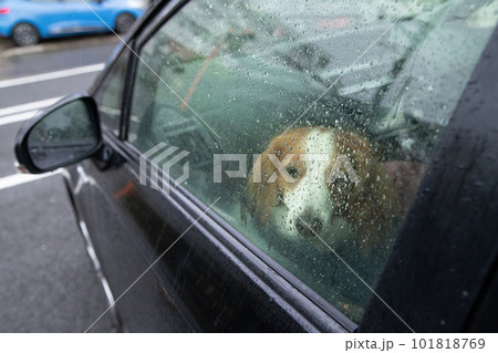 雨が降っている車の中にいぬ犬 雨が降っている車の中にいぬ犬 101818769