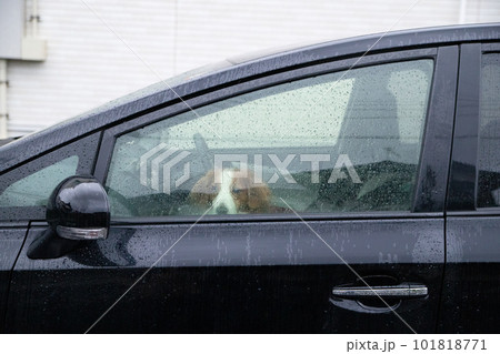 雨が降っている車の中にいぬ犬 101818771