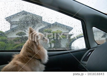 車の中から雨が降る外の様子を覗いている犬 車の中から雨が降る外の様子を覗いている犬 101818843