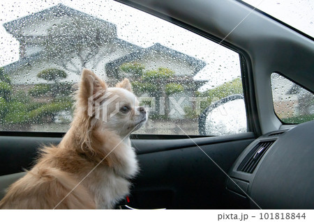 車の中から雨が降る外の様子を覗いている犬 車の中から雨が降る外の様子を覗いている犬 101818844