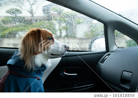 車の中から雨が降る外の様子を覗いている犬 101818850