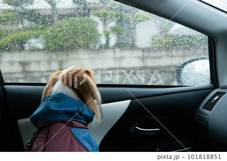 車の中から雨が降る外の様子を覗いている犬 101818851