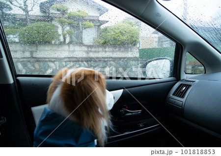 車の中から雨が降る外の様子を覗いている犬 車の中から雨が降る外の様子を覗いている犬 101818853