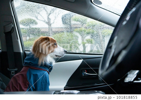 車の中から雨が降る外の様子を覗いている犬 車の中から雨が降る外の様子を覗いている犬 101818855