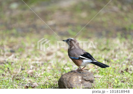 カケス カケス 101818948