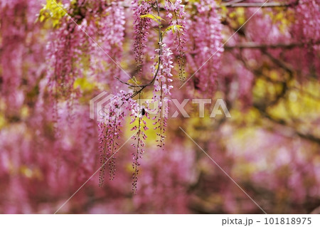 満開の藤の花 満開の藤の花 101818975
