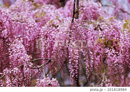 満開の藤の花 満開の藤の花 101818984