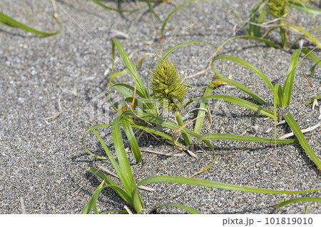 コウボウムギ 101819010