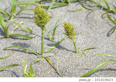 コウボウムギ コウボウムギ 101819023