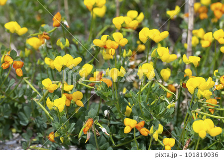 ニシキミヤコグサ 101819036