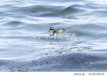 ハジロカイツブリ 101819059