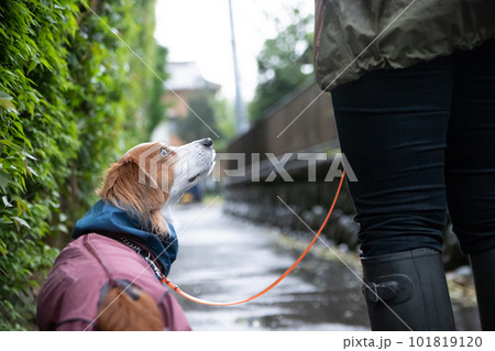 雨の中、お散歩に行く飼い主さんとレインウェアを着た犬 101819120