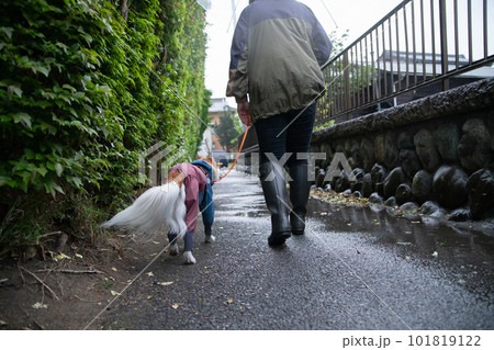 雨の中、お散歩に行く飼い主さんとレインウェアを着た犬 101819122